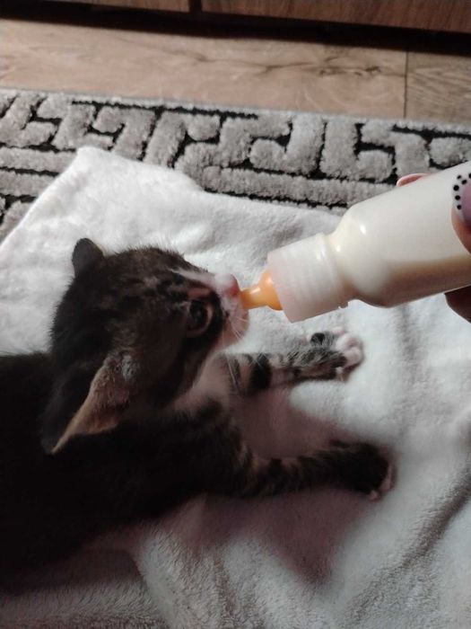Котета търсят дом