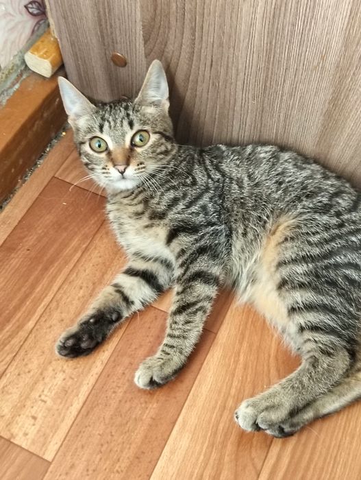 Отдаю котят в добрые руки