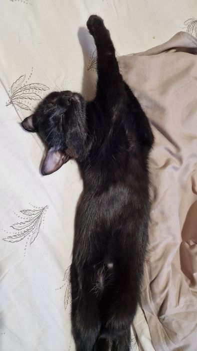 Отдаю котенка в добрые руки