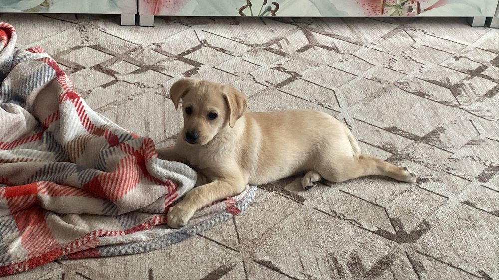 Щенок. Пристраивается щенок.