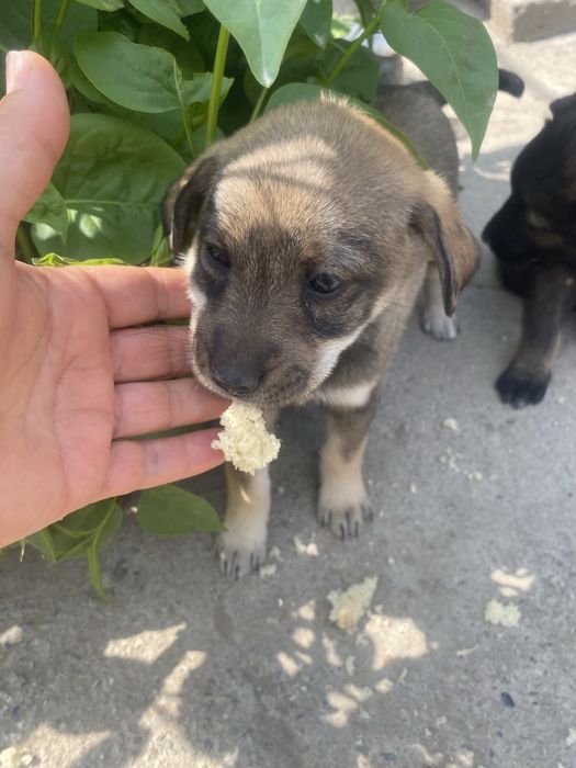 Щенки в добрые руки