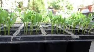 Нагревателна подложка за разсад