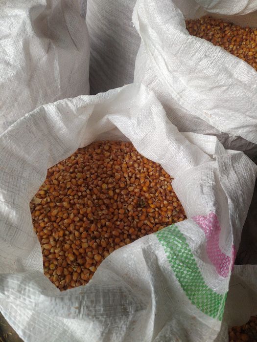 Vând porumb boabe si ovaz – calitate bună