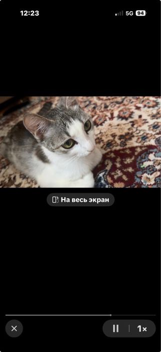 Отдам в добрые руки