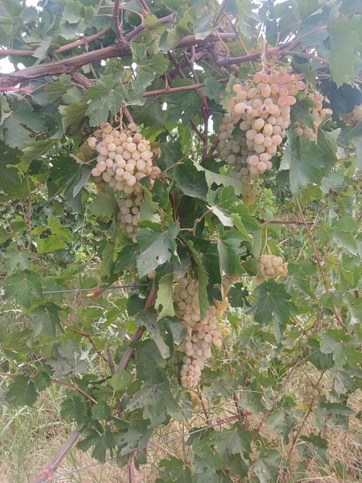 Жузим тайпи сорт