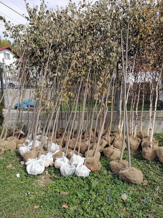 Vând mesteacăn 3-5m