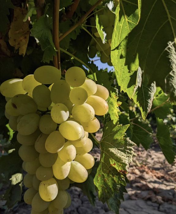 Struguri alb de suruceni si moldova