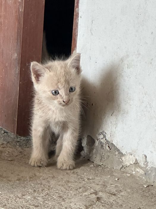 Отдам даром котенок