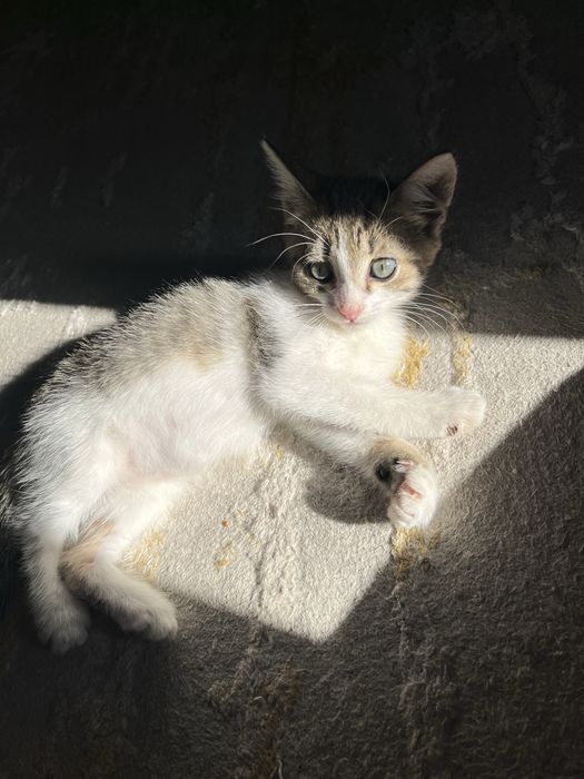 котенок в добрые руки