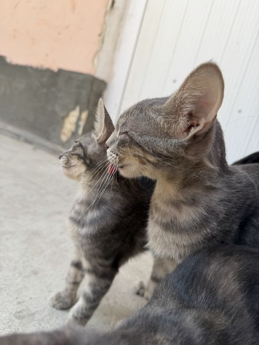 Отдам даром котят и маму кошку