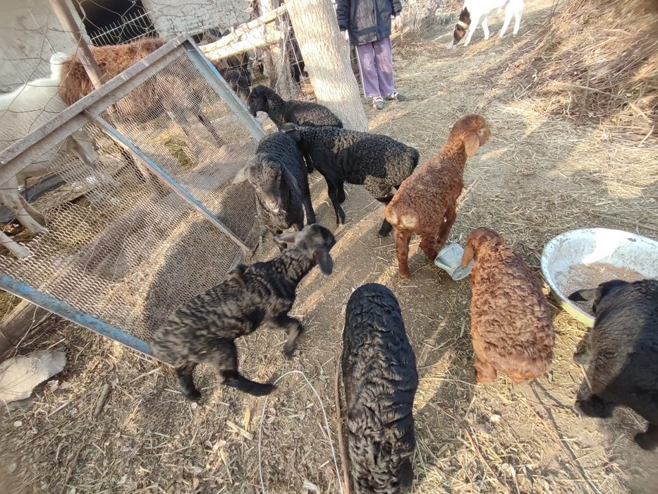 Shirboz barralar sotiladi bir oylik 2gizak Qo'chqor barralar