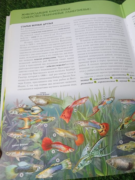 Аквариумы рыбки.