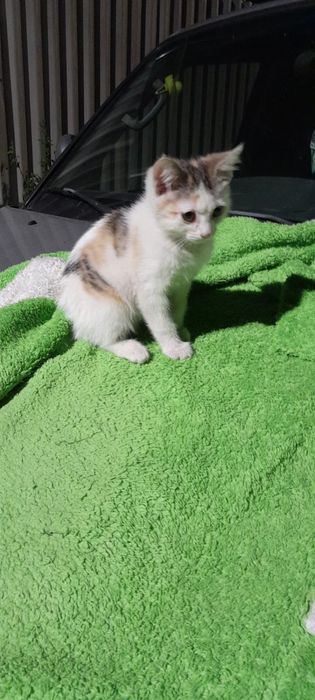 Ищем дом котенку девочке