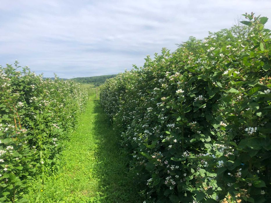 proprietate de vinzare