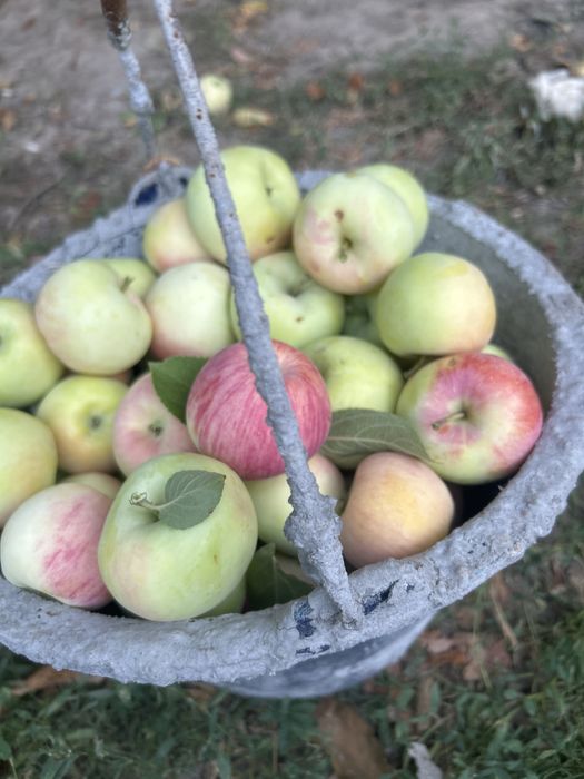 Продам яблоки свежие домашние