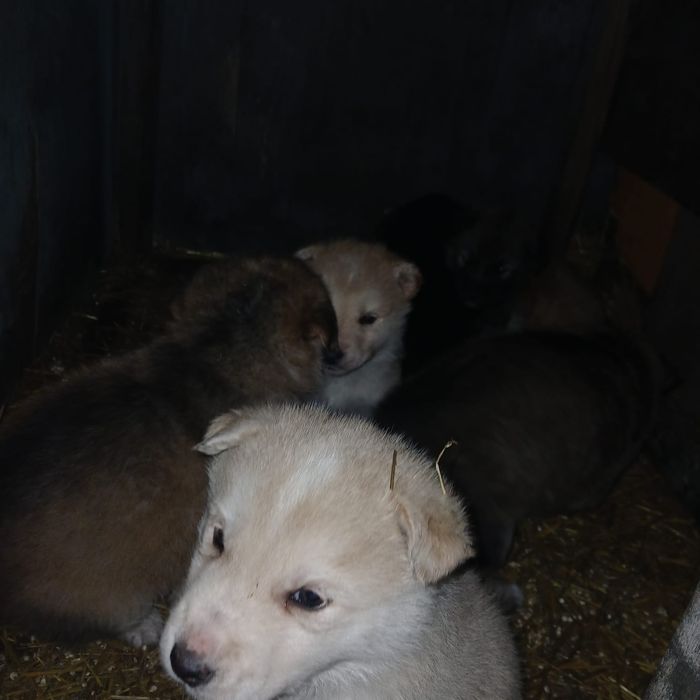 Отдам щенков бесплатно