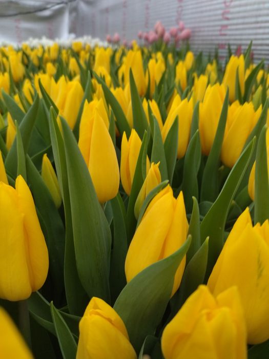 Тюльпаны с теплицы