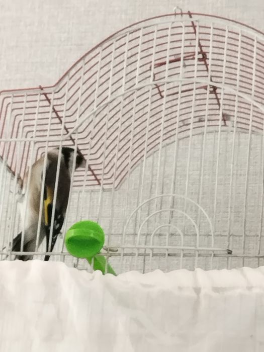 Кокл йили сайрода йири куш