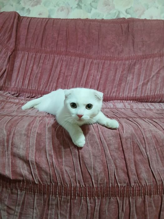 Зотдор мушук сотилади