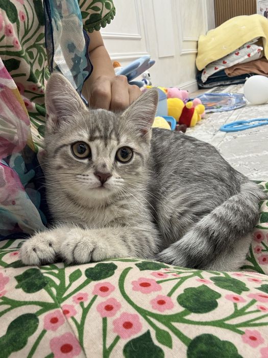 Шотландский котёнок.