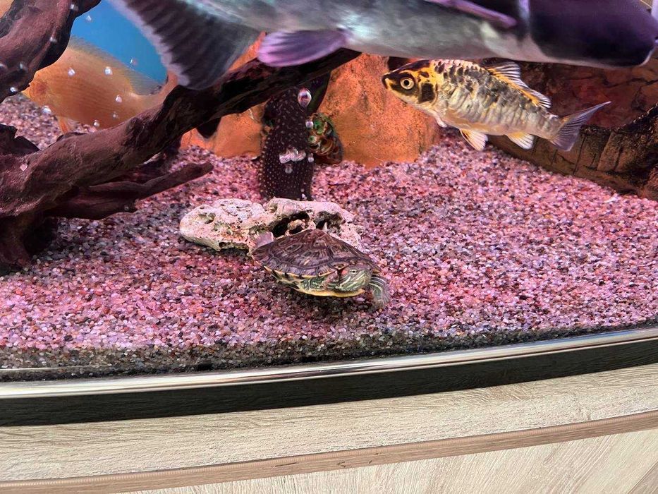 черепаха тошбака 10см