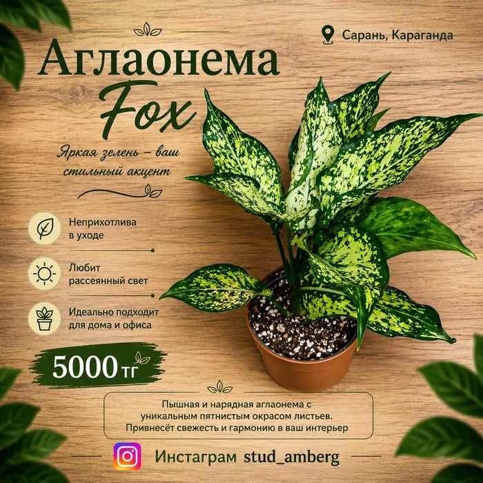 Аглаонема разная  1