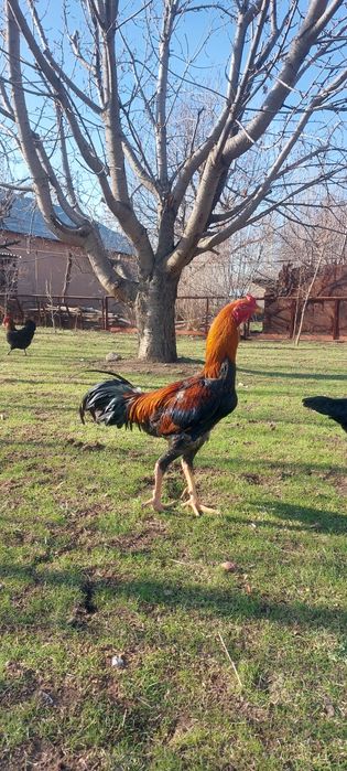 Хурозлар сотилади