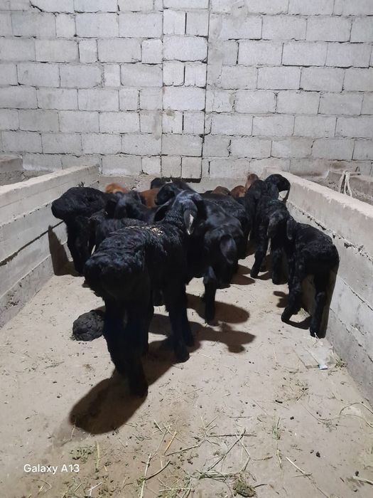 Козылар сатылады