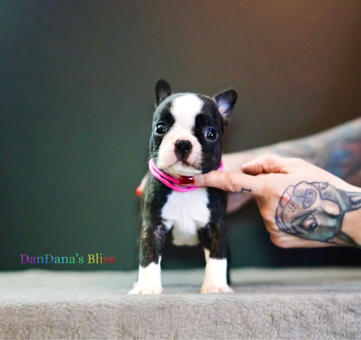 Boston Terrier cu pedigree - fetita