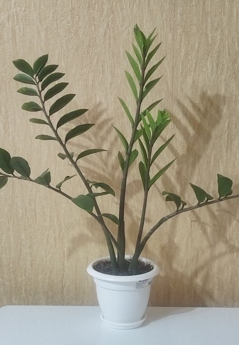 Замиокулькас выращены в домашних условиях.