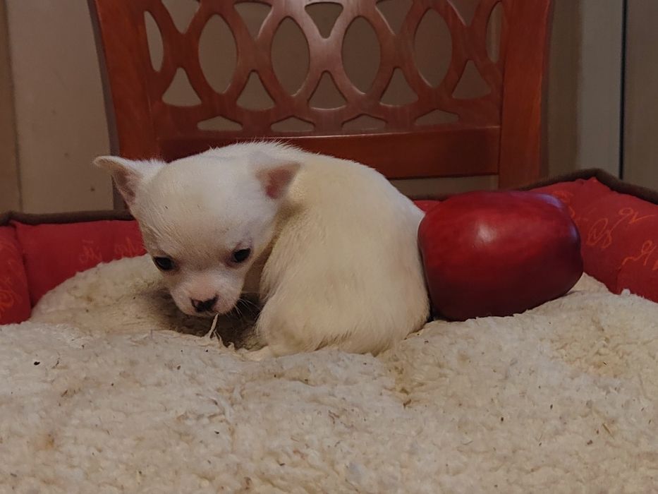 Чихуахуа мини , женско