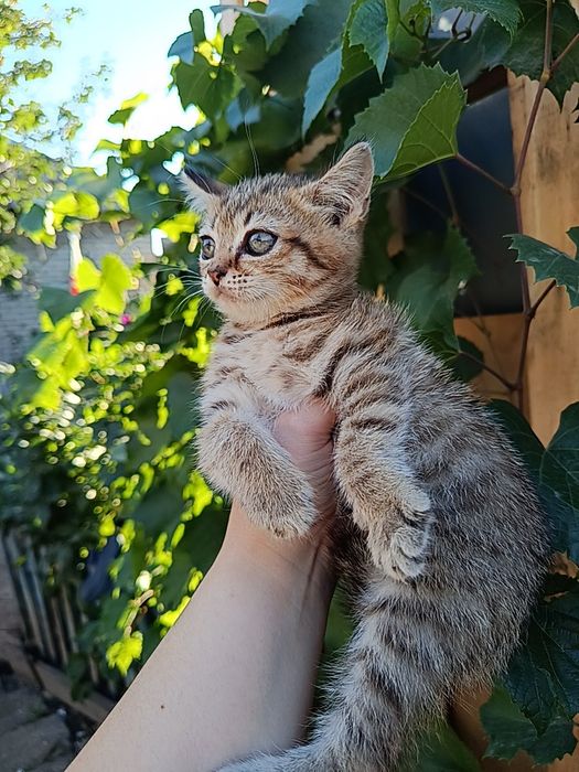 Отдам котят в добрые руки