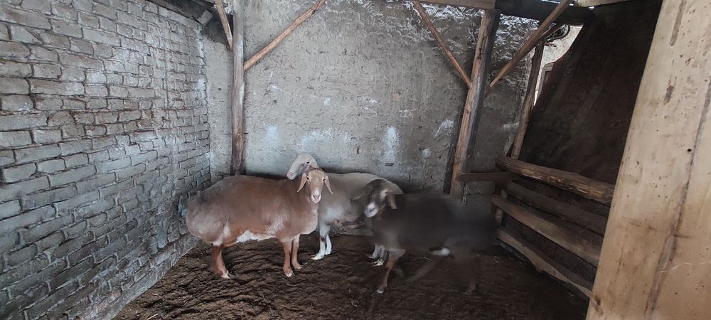 Соглом соглик коелар 3 ласиям 1 партиядан тук,ан