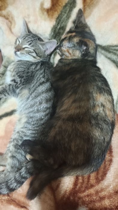 Котята в добрые ручки