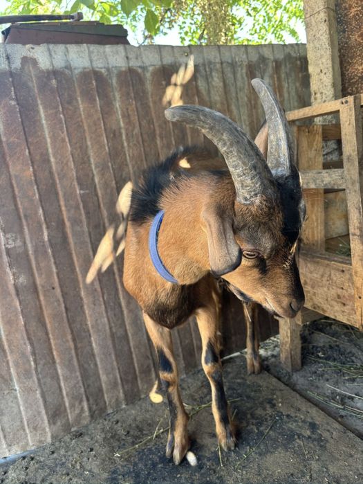 Vand tap Francez-Alpin original