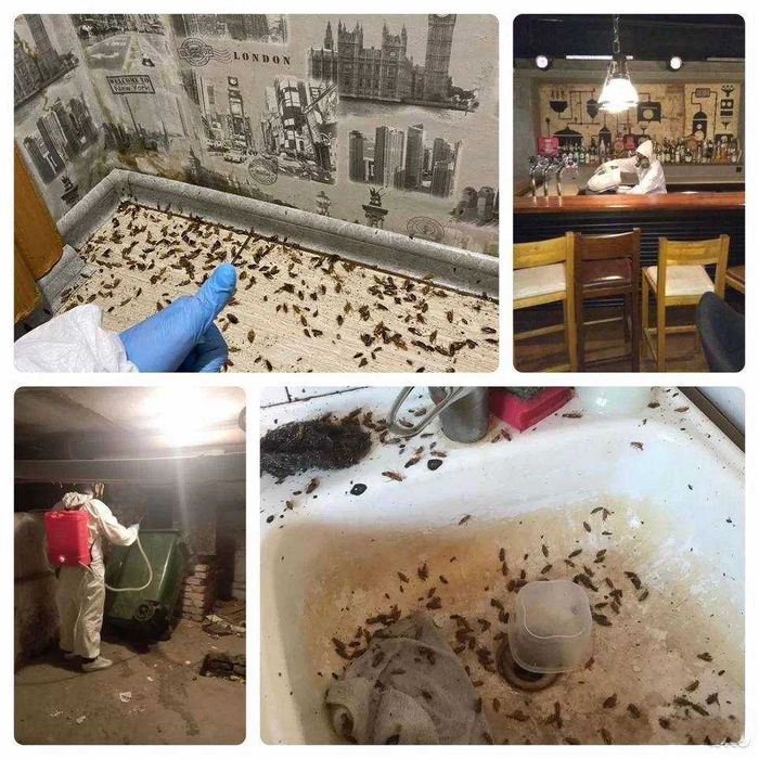 Klopa va tarakanlardan dezinfeksiya xizmati 24/7