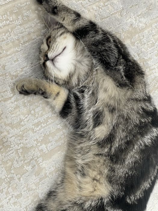 Отдам котенка в добрые руки , Девочка .4 месяца  .