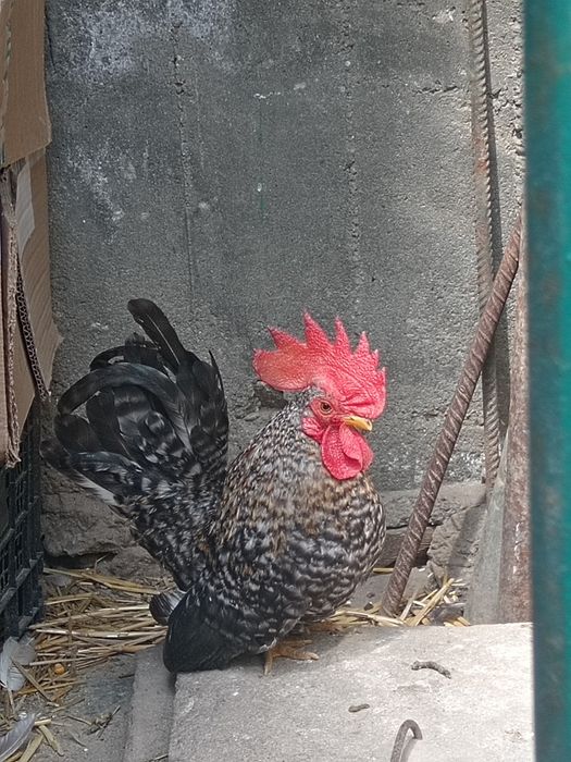 Cocoș Chabo Barat