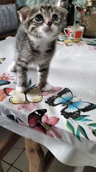Продаются котята