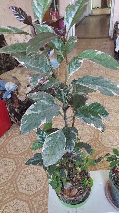 Продам комнатные цветы