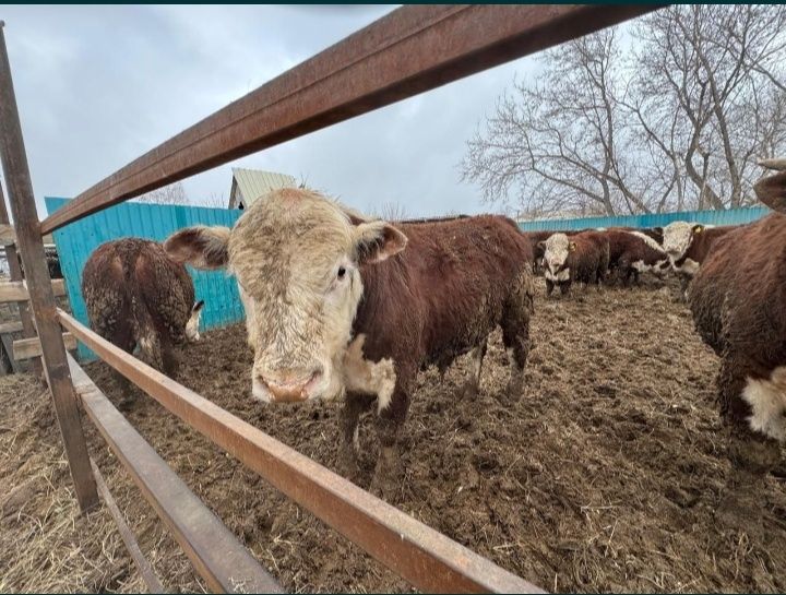 Продам бычков 750.000