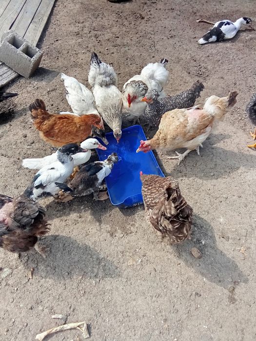 Rațe și pui țărănești