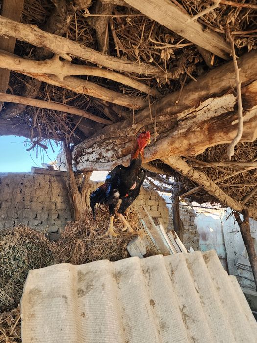 O SHAMO привазной 3 йиллик