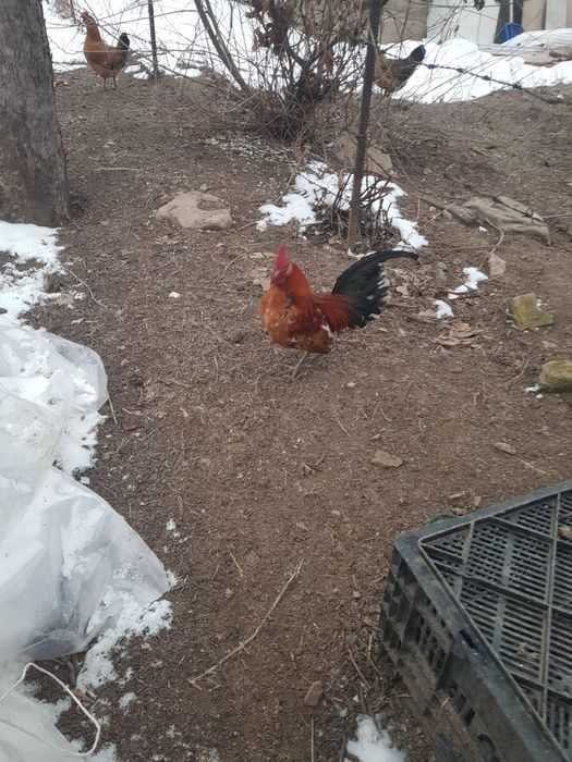 Продам петуха карлика