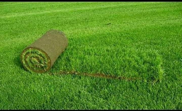 Gazon și plante ornamentale