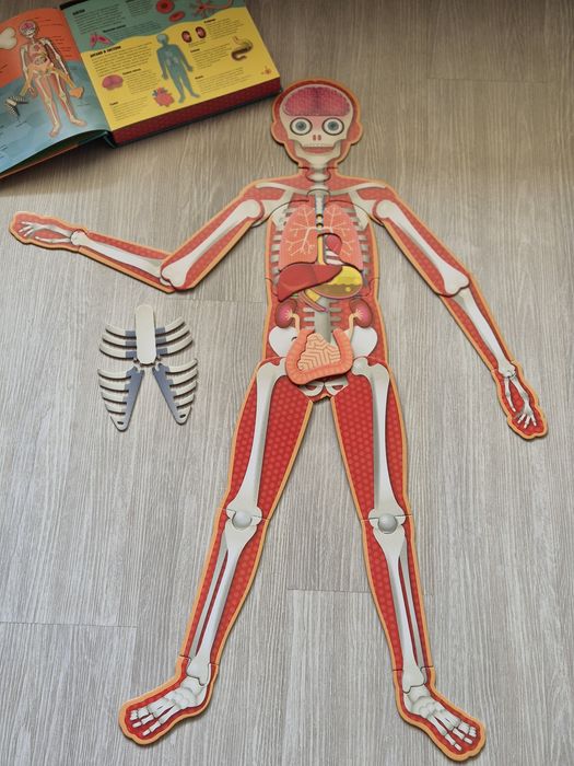 Прочети и сглоби! Човешкото тяло