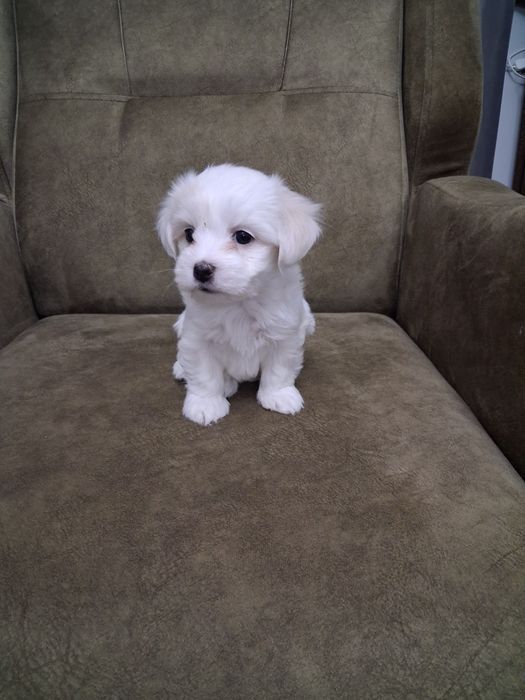 Bichon maltez mascul