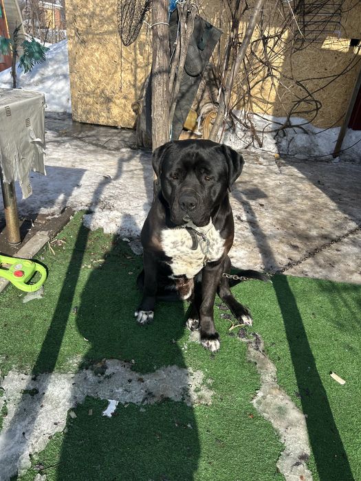 Отдам щенят бесплатно