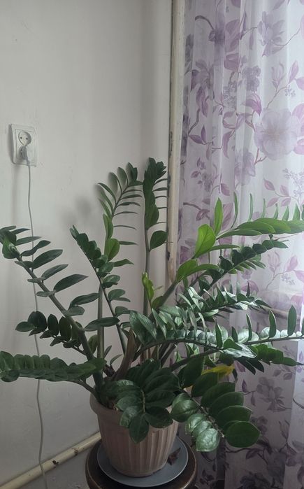 Продам замиакулькас большой