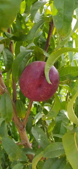 SHOFTOLI ШОФТОЛИ koʻchatlari sotuvda sortiga qonuniy kafolat beramiz